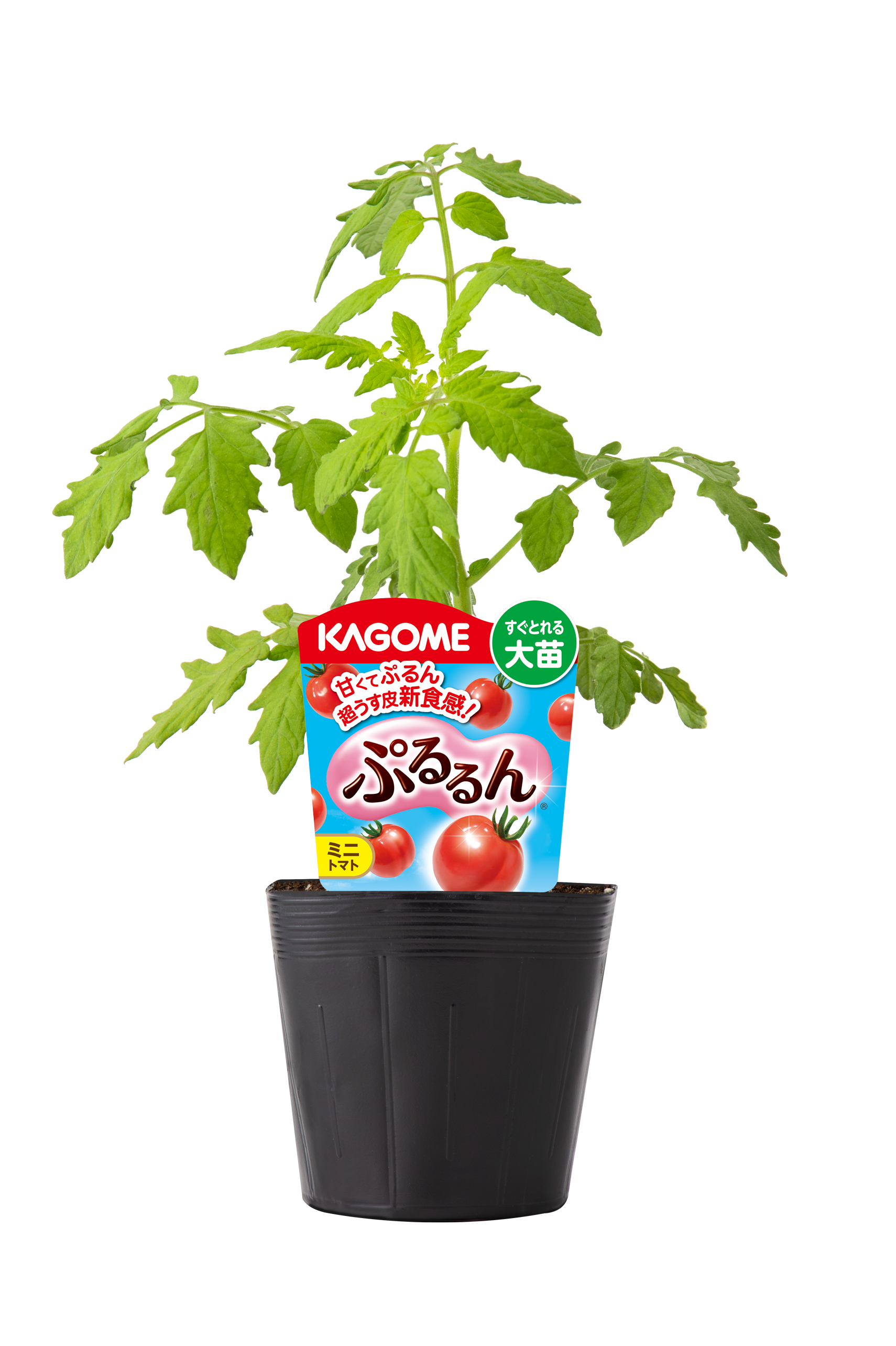 ぷるるんページ 予約販売】KAGOME トマト苗 大苗シリーズ ぷるるん＆あまたん 12